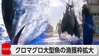 クロマグロ　2027年から漁獲枠25％拡大　地域ごとの配分比率は交渉で決定へ