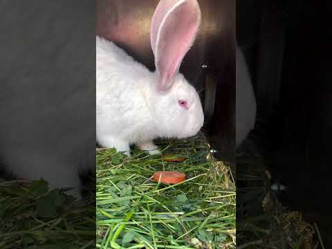 #garden #жизньзагородом #рецепты #огород #shorts