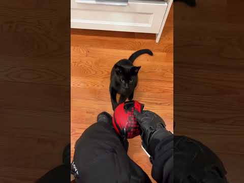 he gets one too 🐈 #bikerboy #bikerboyz #motorcycle #bikelife #shorts