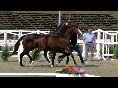 Hf v Bernay x Destano 2016