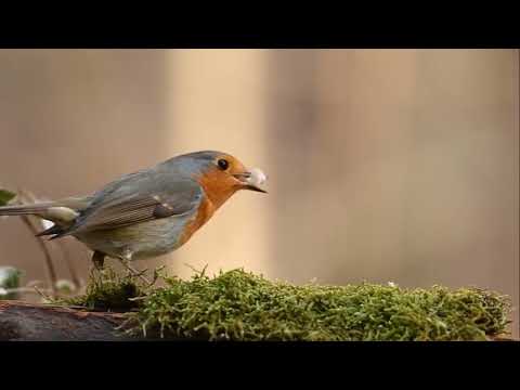 Joyce Meyer Deutschland 2023  - Das Markenzeichen eines - CHRISTEN
