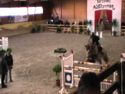 9.jähr. Holst. Wall. v. Cardino x Carpaccio