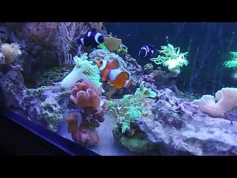 akwarium morskie 150L  35mies działania
