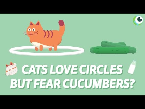 Are cats scared of CUCUMBERS?
