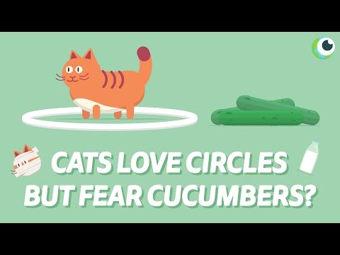 CATS are scared of CUCUMBERS for this ONE REASON