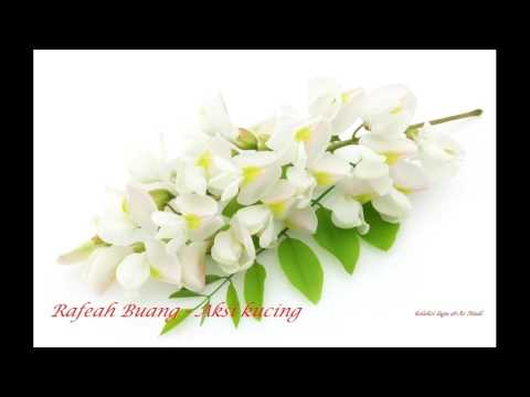 Rafeah Buang - Aksi kucing