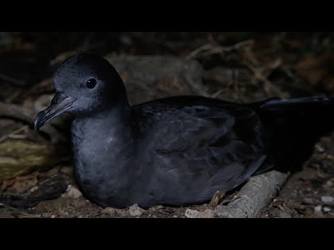 TREZOR SESEL : Tropical and Wedge-tailed Shearwater
