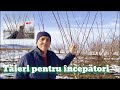 Tăieri La Prun Pentru începători