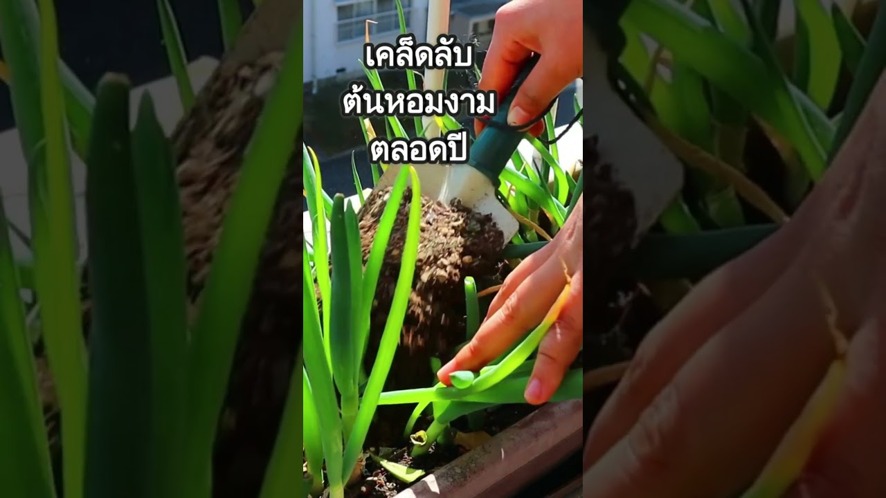 เคล็ดลับดูแลต้นหอมง่ายๆ แข็งแรงใบสวยโตเร็ว