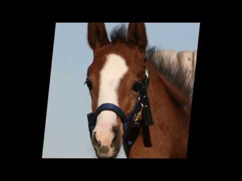 Stutfohlen von Sir Heinrich Old x Rock Forever NRW