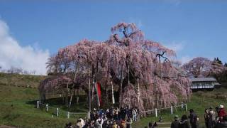 preview picture of video '三春の滝桜と福島の桜銘木 Taki-Zakura and famous cherry tree in FUKUSHIMA'