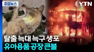 탈출 늑대 '늑구' 9일 만에 생포...유아용품 공장 큰불 / YTN
