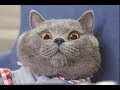 Aaron 039 s Animals Best Funny Video Compila Aaron 039 s Animals Best Funny Video Compila