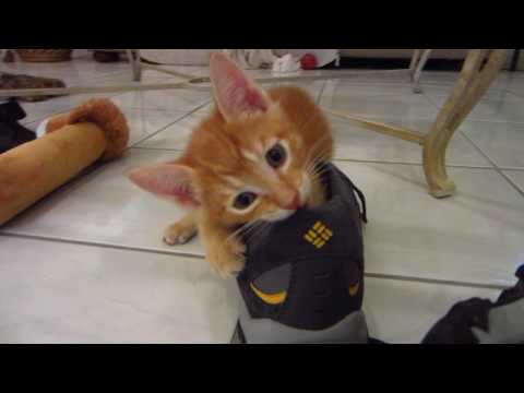 Naughty Kitten Chewing on my Hiking Shoes - 6 Weeks Old