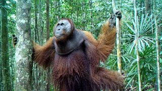 Download lagu NGAMUK !!! 2 orangutan kelahi mp3