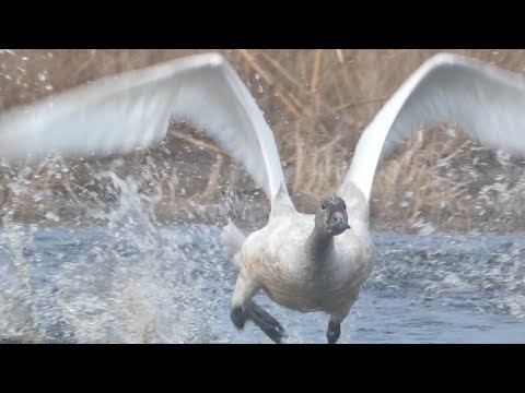 Labuť malá (Cygnus columbianus) — Tundra Swan let, vzlet a pristávanie s volaniami