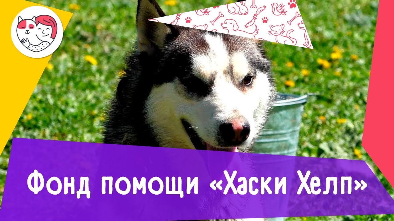 Фонд помощи хаски и СЕС «Хаски Хэлп»