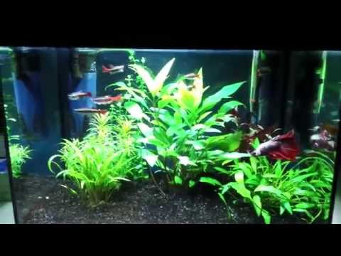 Halfmoon Dragon Betta - 5 Gallon Community Betta Fish Tank [Over Crowded]