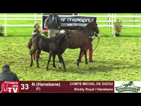 Show AQPS 2015 : lot 33 - N - F15 - Slickly Royal & Hanebane