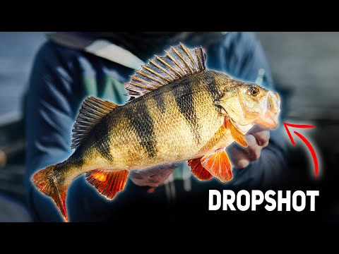 spring-perch-fishing-drop-shot-technique-whos-gonna-catch-the-biggest