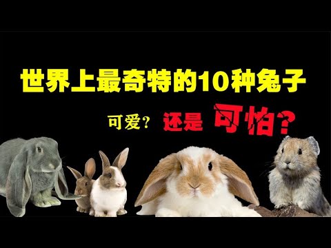 , title : '世界上最奇特的10種兔子，你知道兔子咬起人來有多可怕嗎？ 【黑土日記】'