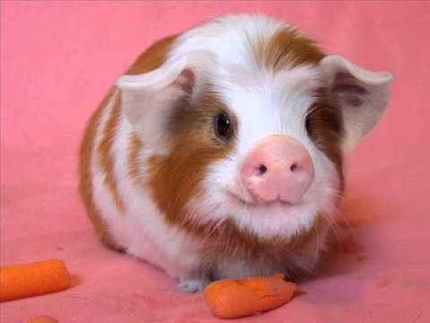 ClarismatiC feat Dementu Libertate (cu link de download la super calitate)