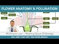 Plant Reproduction Flower Anatomy And Pollination GCSE Biology 9 1