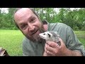 Raising Baby Possums Part 1