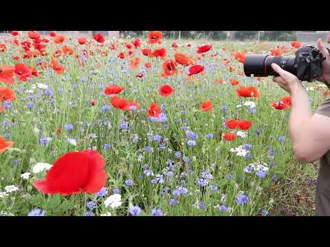 Manuelle Fokussierung - Meisterkurs künstlerische Blumenfotografie
