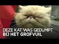 Grofvuil-kat maakt het goed