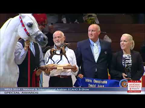 Wels - Int Senior Stallions Awards