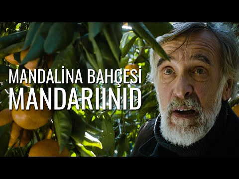 Mandariinid (Tangerines) Film Özeti ve Yorumu | Mandalina Bahçesi (2013)