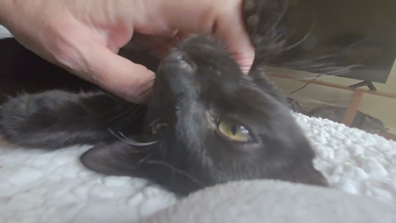Enlarge Bayu, a Adoptable Domestic Short Hair in highlands ranch, CO video 3/6