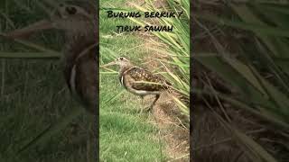 Download lagu burung berkik/tiruk sawah mp3