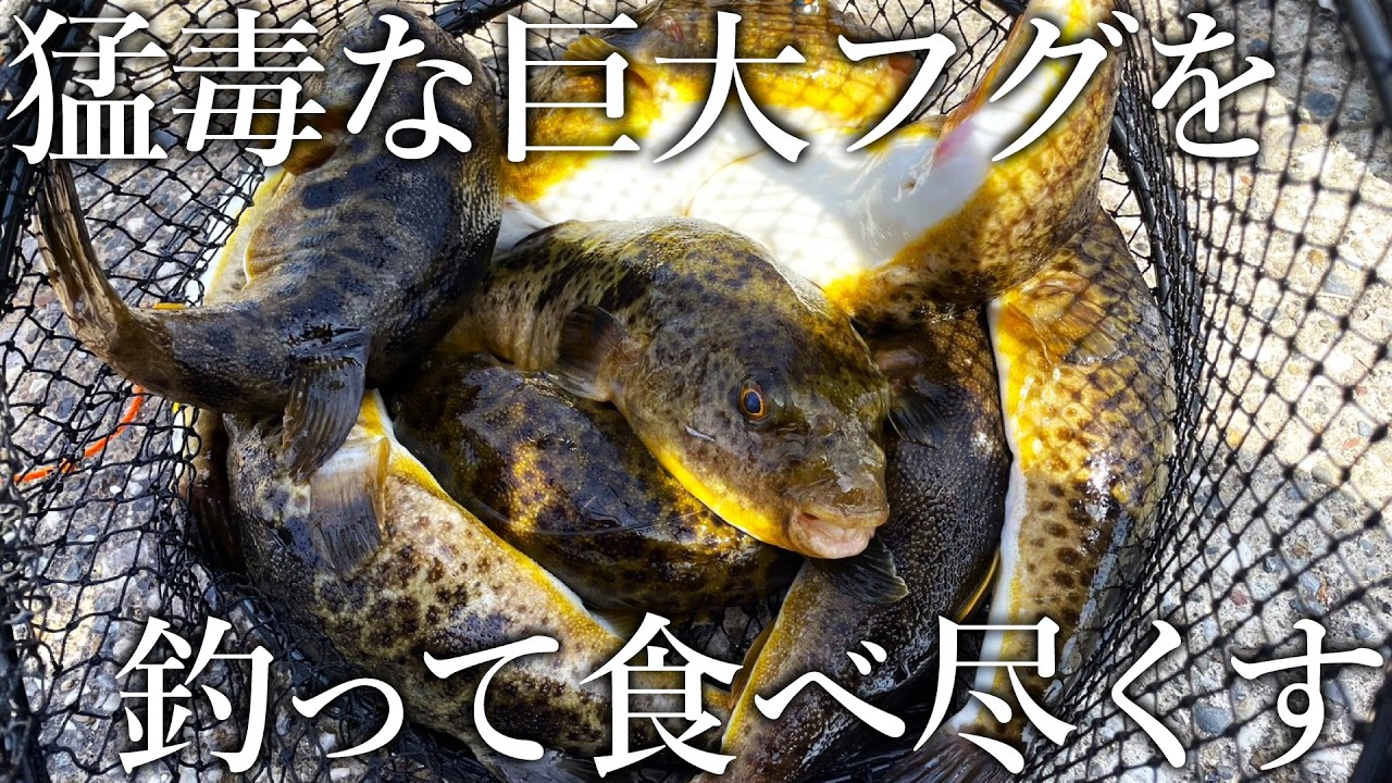 猛毒のフグを釣って食べ尽くす！
