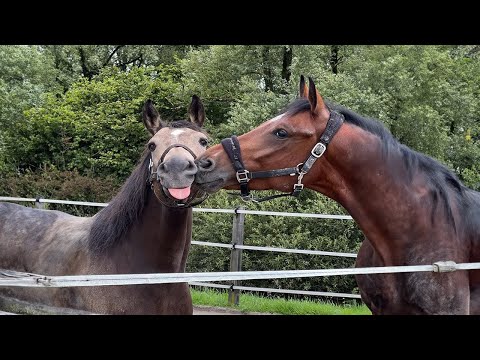 Les chevaux les plus drôles de la semaine - compilation de vidéos de chevaux drôles et mignons 2024