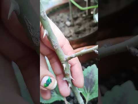 mile n phool to kato se dosti kar li #youtubeshorts #nature