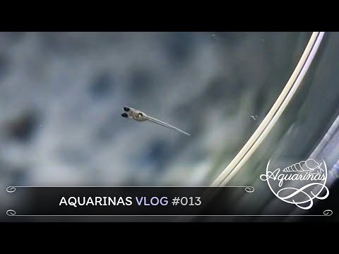 Die Medakas schlüpfen! 🐠🐣 & Pläne für Hydrokultur im Küchen-Aquarium 🌷🍽️🌿 | Aquarinas Vlog 13
