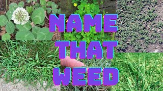 Late Summer Weed Identification &amp; Control | Simple Lawn Care Tips for Homeowners | DIY Lawn Coach
