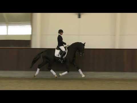 Suarez (Sezuan x Desperados x Rotspon)