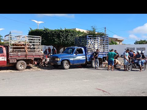 FEIRA DOS ANIMAIS EM CARNAUBAL CEARÁ DIA 08/05/26