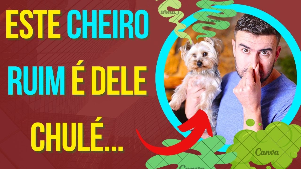 CACHORRO FEDIDO COMO CURAR DERMATITE EM CÃES COM CHEIRO RUIM NA PELE MESMO DEPOIS DO BANHO