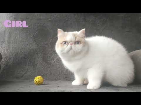 Exotic Shorthair Kittens cat(can deliver) - Image 2