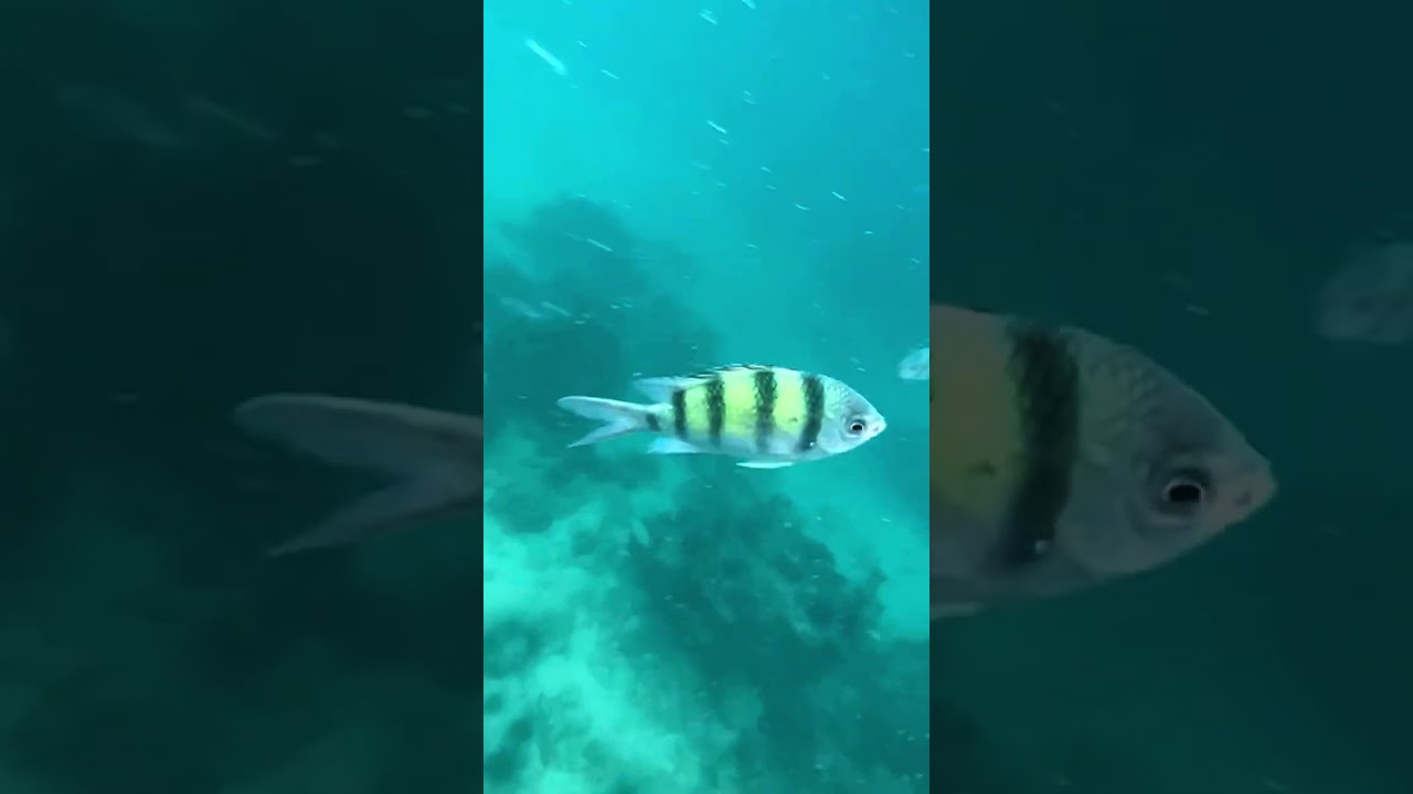 YouTube Short thumbnail