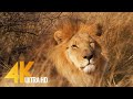 Lions In 4K 10 Bit Color African Wild Animals 5 HRS