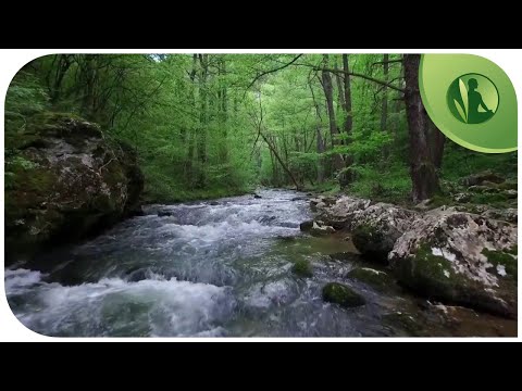 🌳 Sounds of Nature💧 Law of Attraction, Prosperity, Happiness and Inner Peace