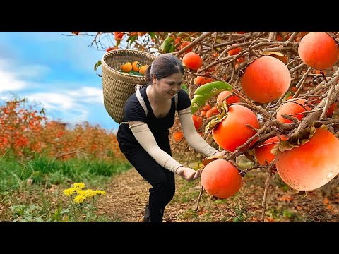 Satisfying Village Life 🌿 Harvesting the World’s Most Expensive Japanese Persimmons | Farm 4K