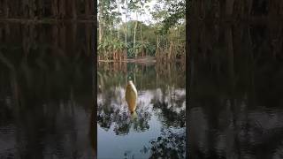 Download lagu Raja puti 🐟 #shortsvideo #villagelife mp3