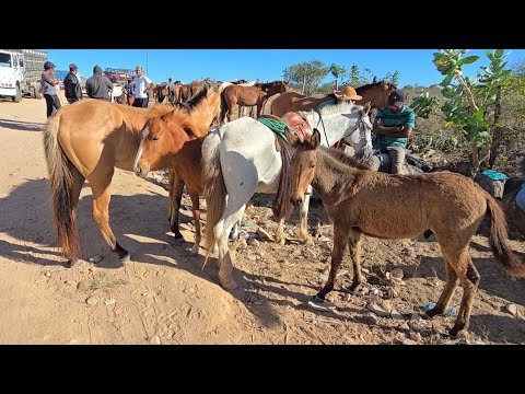 FEIRA DE CAVALOS EM SENADOR RUI PALMEIRA 🌴 EM ALAGOAS #nordeste 