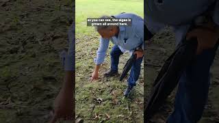 Use Algae as a Bio Fertilizer for Plants